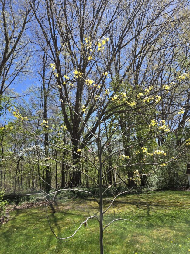 leafy redbud tree with one small visible flower